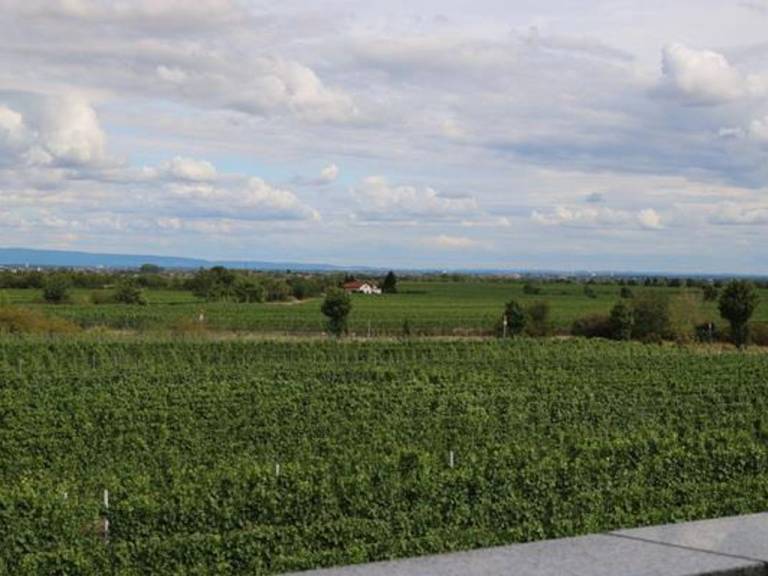 Ferienwohnung Wachenheim an der Weinstraße