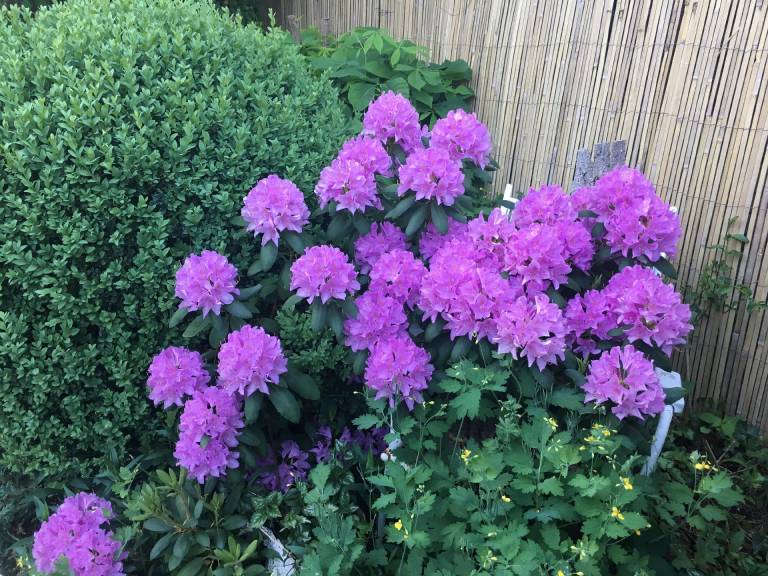 foto21