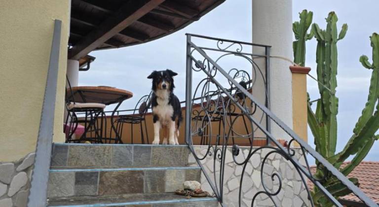 Pleasant vacation home | Dogs allowed — photo 5