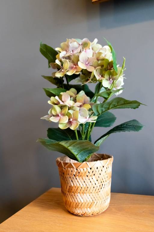 foto7
