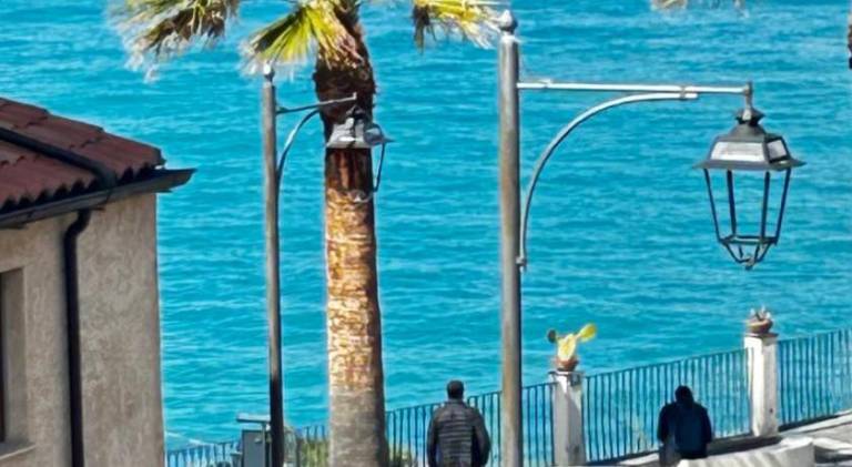 Rental apartment with terrace | Beach nearby | Good for workation | Pets are welcome in Parghelia