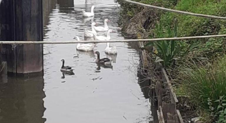 Pleasant boat | Pets are welcome — photo 4
