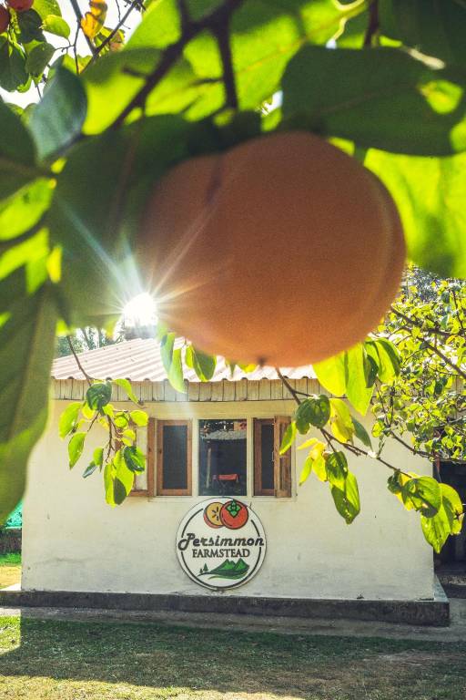 Persimmon Farmstead in Kullu