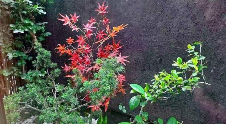 foto41