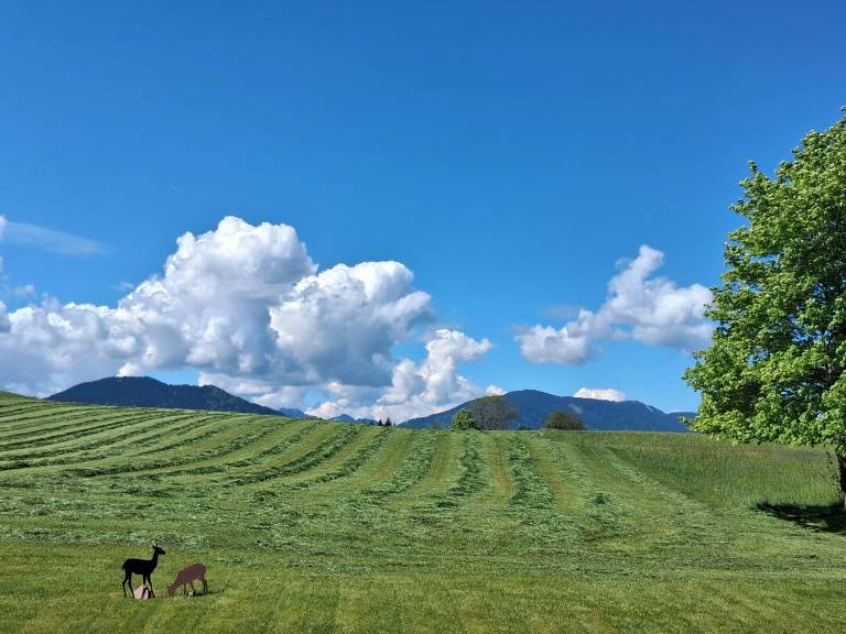 Ferienwohnung  Bad Kohlgrub