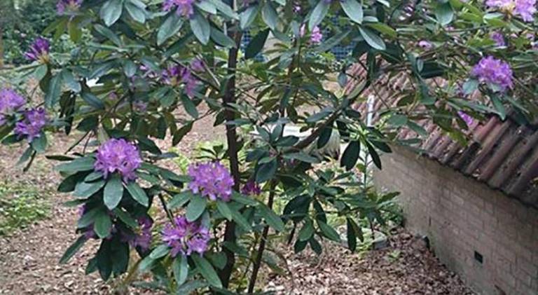 foto17