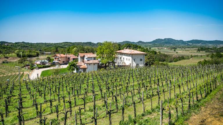 Agriturismo Borgo Gradisciutta: 11. Faggio — photo 5
