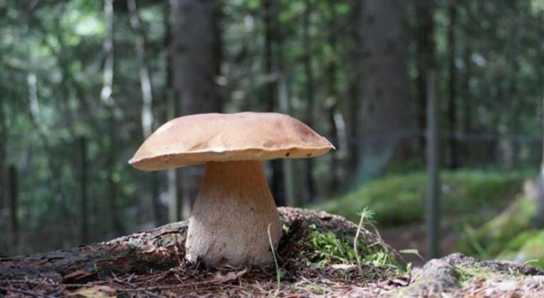 foto48
