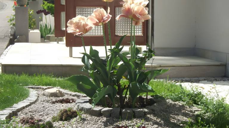 foto6
