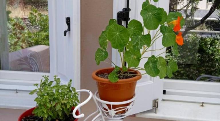 Wonderful holiday apartment with yard | Pets are welcome in Andros