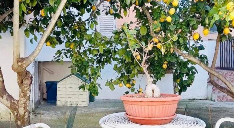 Casa Maria e giardino di limoni in Castro