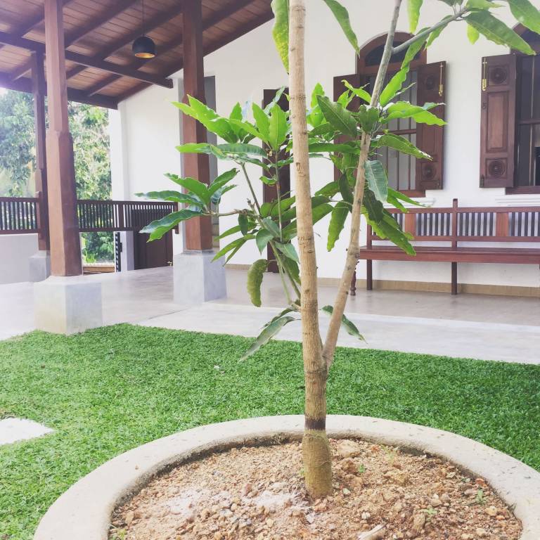 Nature s Lodge Galle