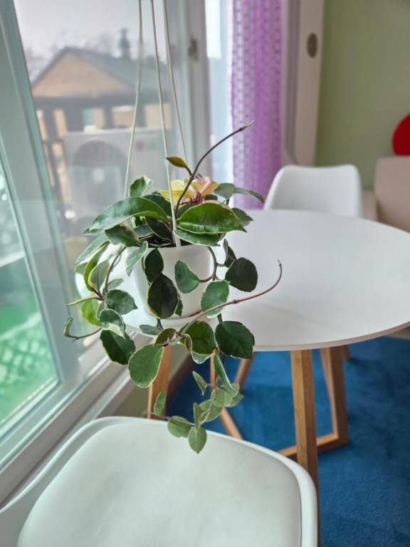 The Naeum Stay (Pickup+Dropof+Breakfast All Free) — photo 4