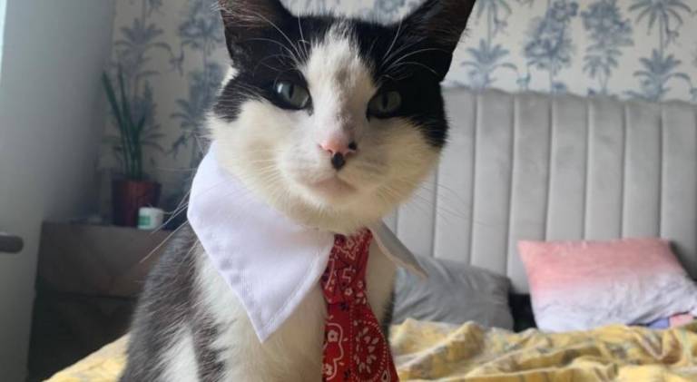 Wake up with 2 cats on your face in Dublin