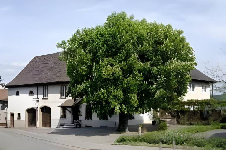 Restaurant-Hotel Maien in Grenzach-Wyhlen