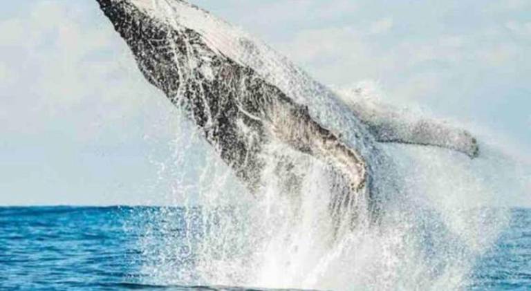 Apartment East Ballina