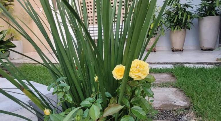 foto40