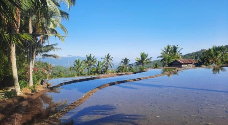 Munduk Twin Homestay — photo 5