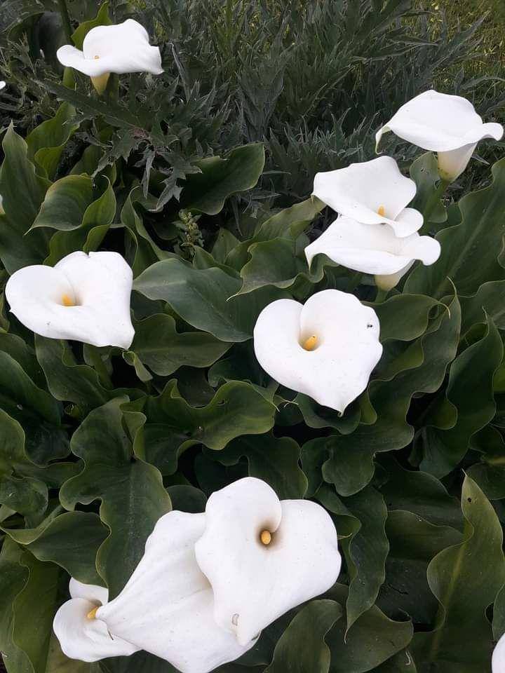 foto28