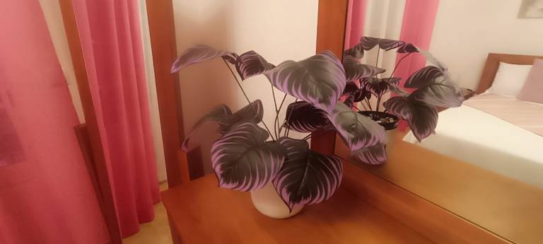 foto7