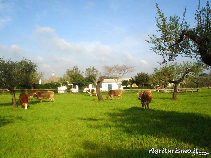 Perrini: Trullo (2 adulti bambino fino ad anni 8) — photo 3