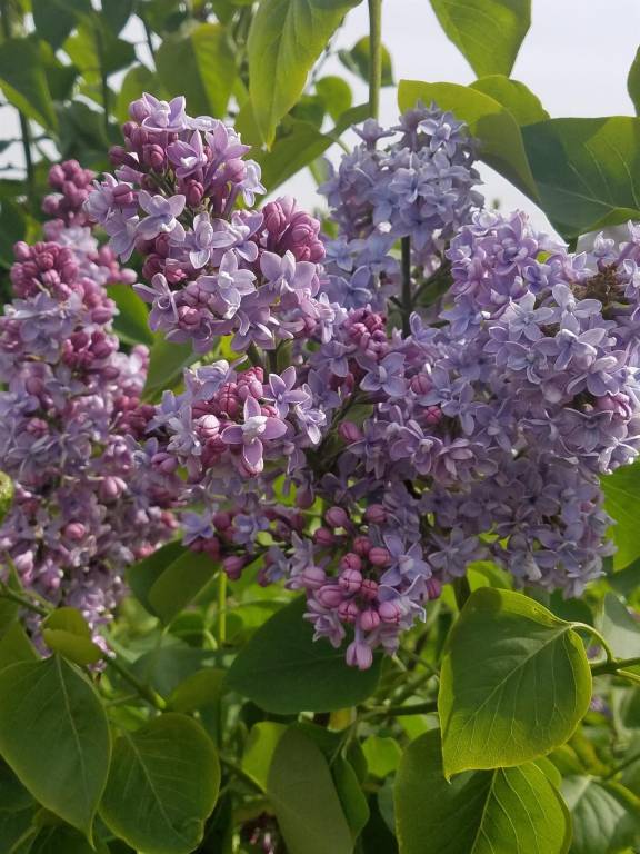 foto20