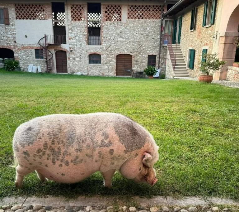 Cascina Ca' Nova: Camera matrimoniale L'Olivo — photo 3