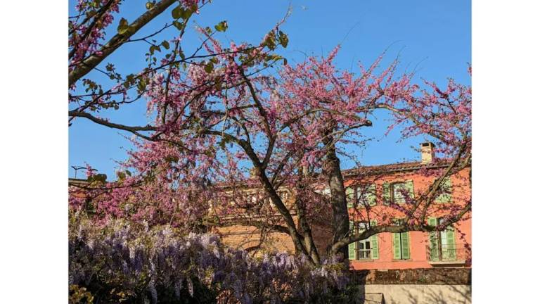 Apartment  Montauban