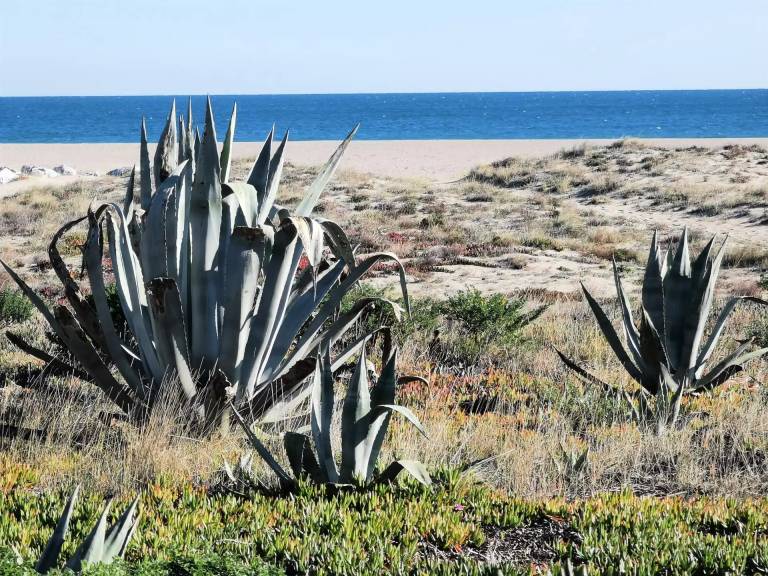 Residence Maisons De La Mer 2 - Comfortable studio for three people facing the sea in Port Leucate. Ref: 1MM2_135 — photo 4