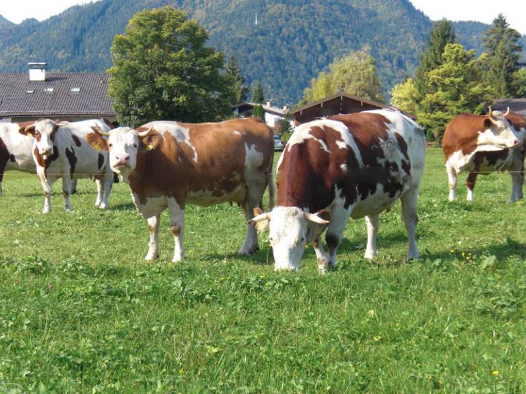 Familienbauernhof Berghammer - Ropfer Hof (Rottach-Egern) — photo 3