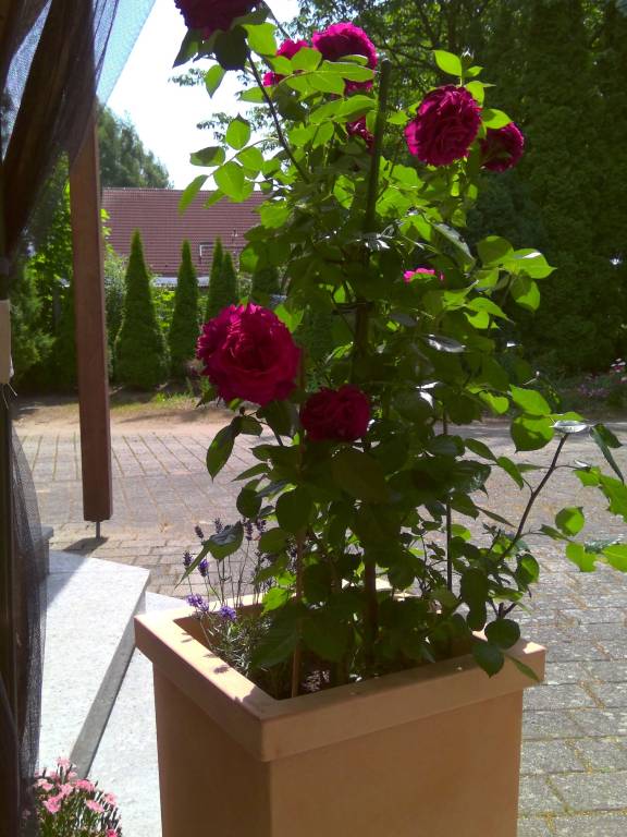 foto13