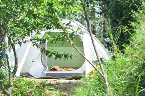Delicate camp shimla in Shimla