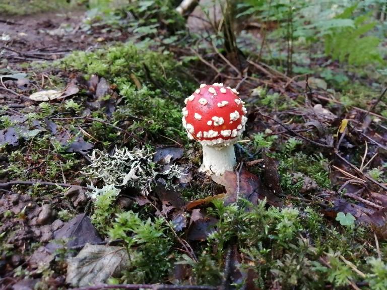 foto35