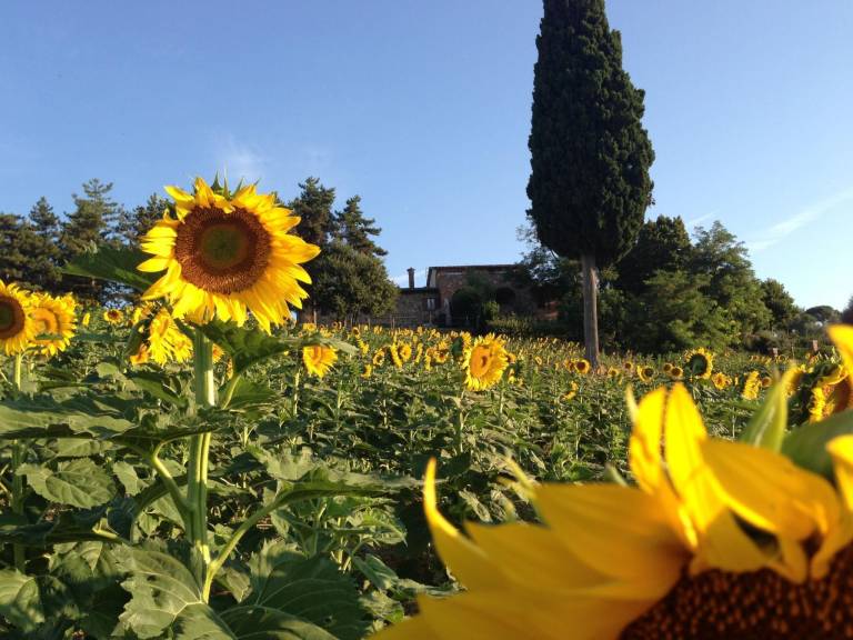 Toskana Poggio Cantarello — photo 2