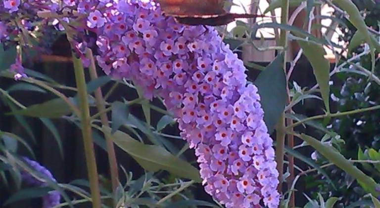 foto32