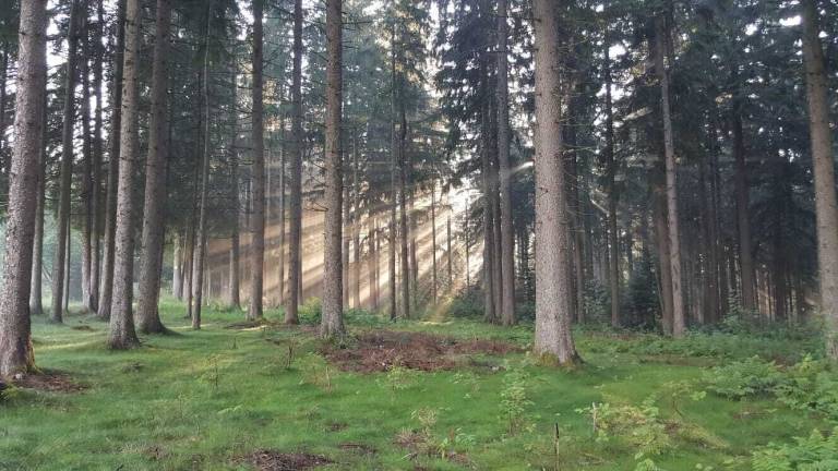 Ferienwohnung Schönwald im Schwarzwald