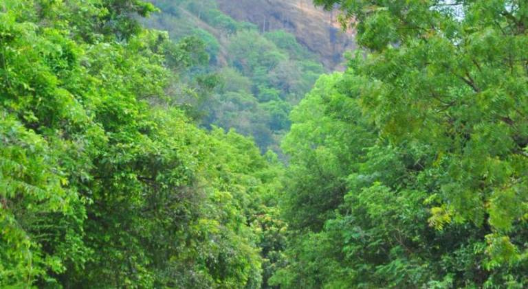 Bed and breakfast Sigiriya