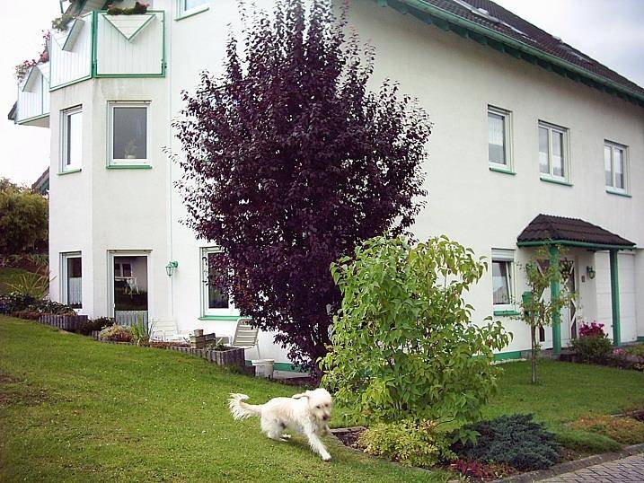 foto1