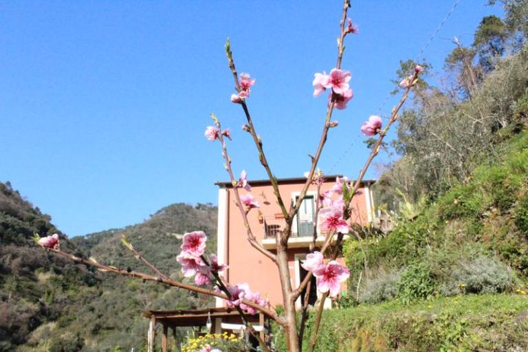 Privatzimmer Monterosso al Mare