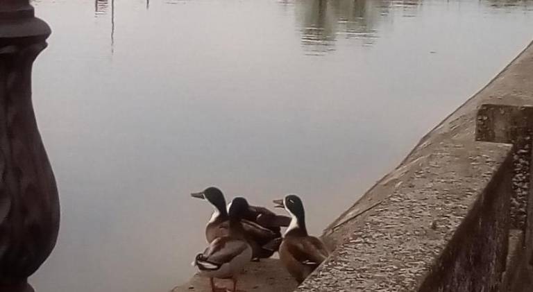 foto41