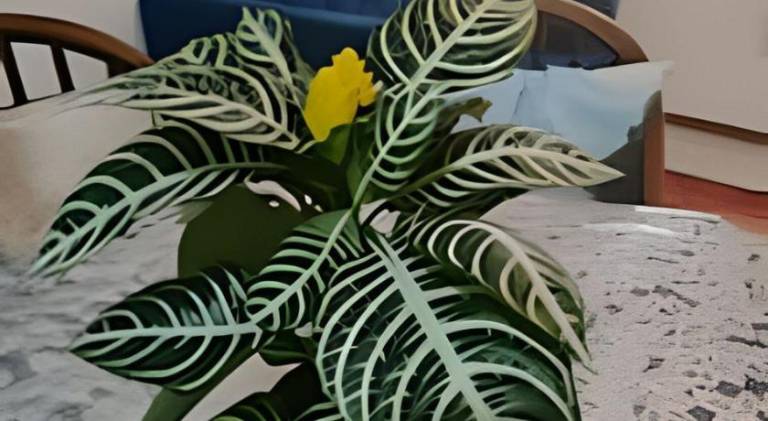 foto12