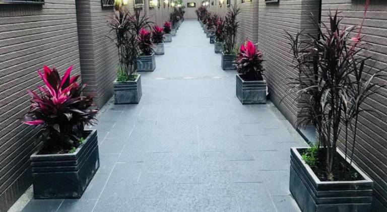 檸檬樹 — photo 3