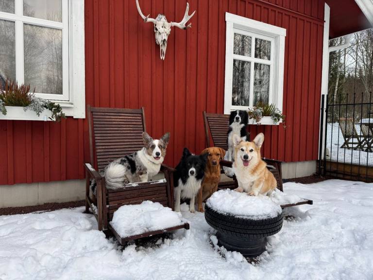 Paws of Idhult – Dog Friendly Holiday Home with Fenced Garden in Småland — photo 5