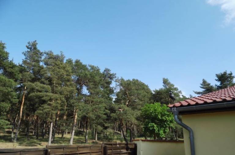 Ferienhaus Thale