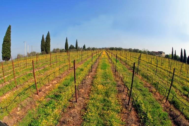 Quarto particular  Verona