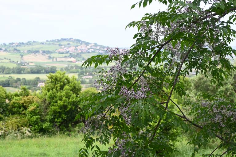 Rental apartment with patio in Camerano