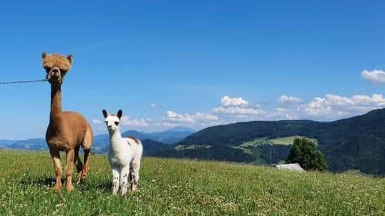 Ferienwohnung Waidhofen an der Ybbs