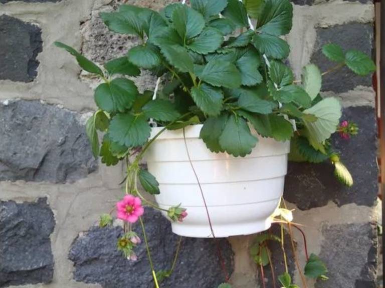 House with grill, patio & garden | Nature view — photo 5