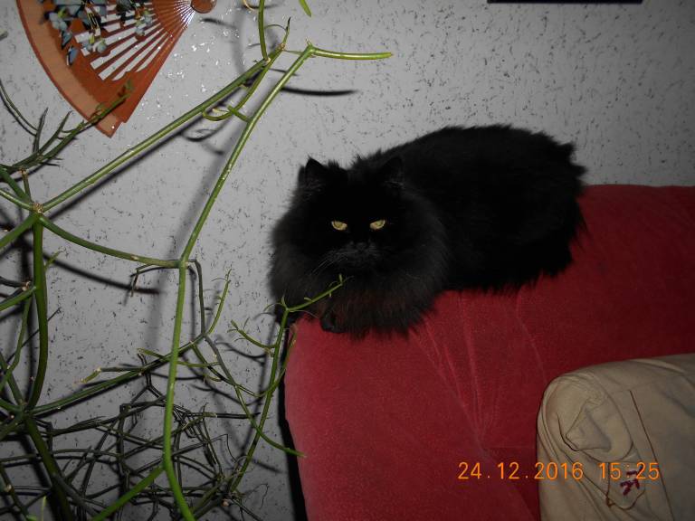 foto19