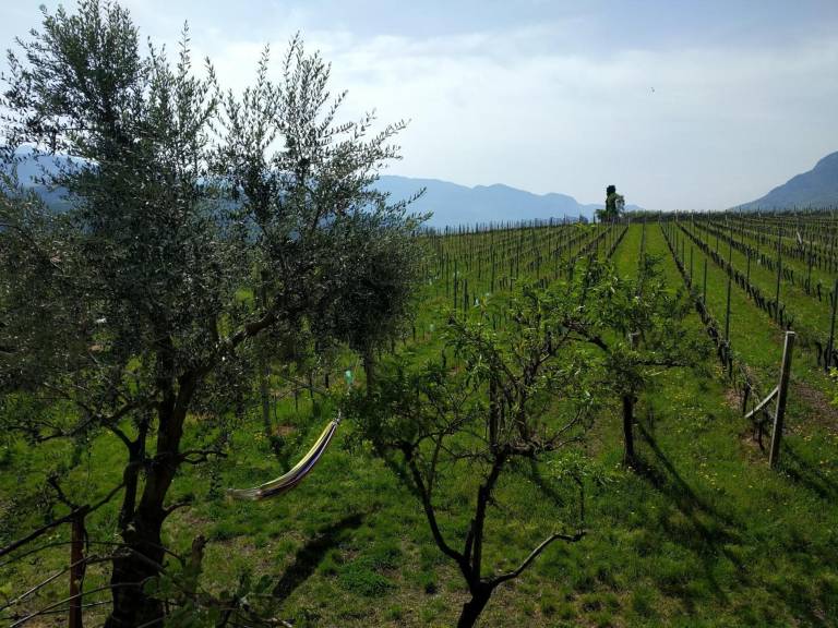 Apartment 'Weingut Hochleiten' with Mountain View, Balcony and Wi-Fi — photo 2